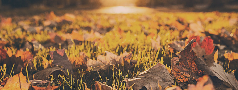 Dlaczego imbir jest idealny na jesień?