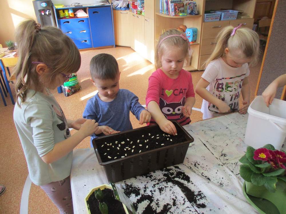 Dzieci sadzą w skrzynce fasolę.