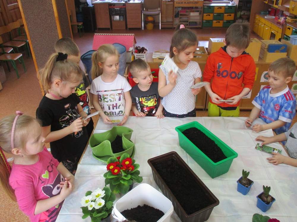 Na stoliku stoją skrzynki z ziemią i kwiaty, dzieci przygotowują się do siania i sadzenia.