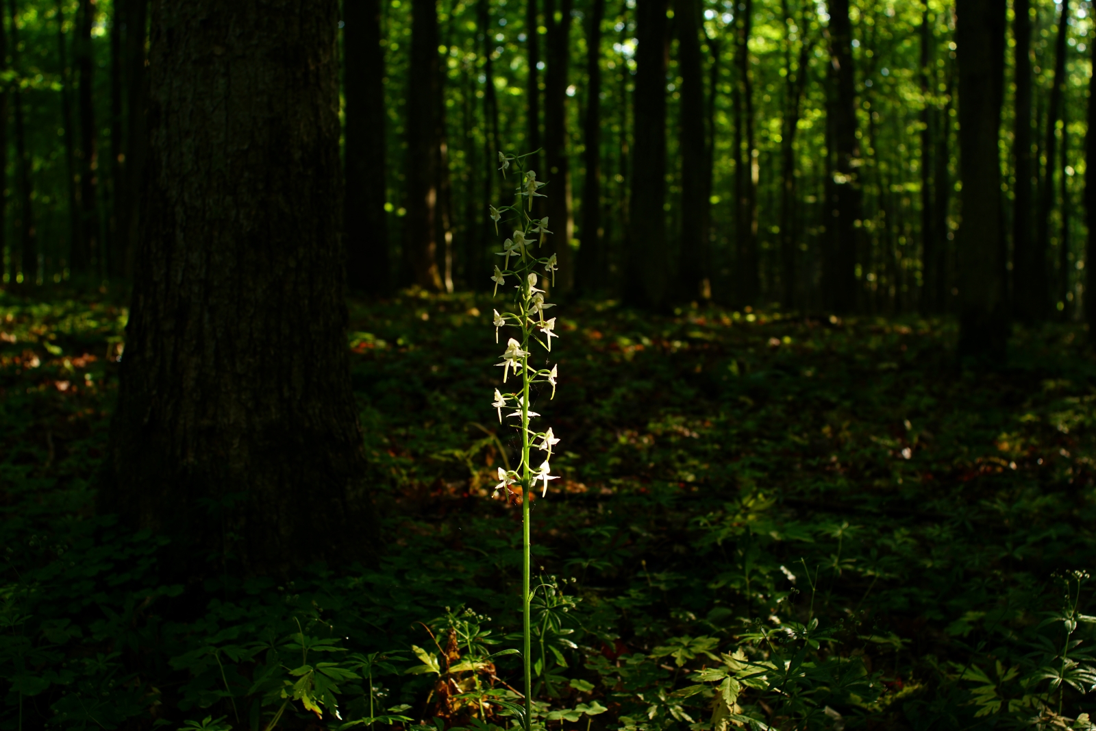 Dzikie orchidee naszych lasów: podkolan zielonawy w Rezerwacie Chmiel