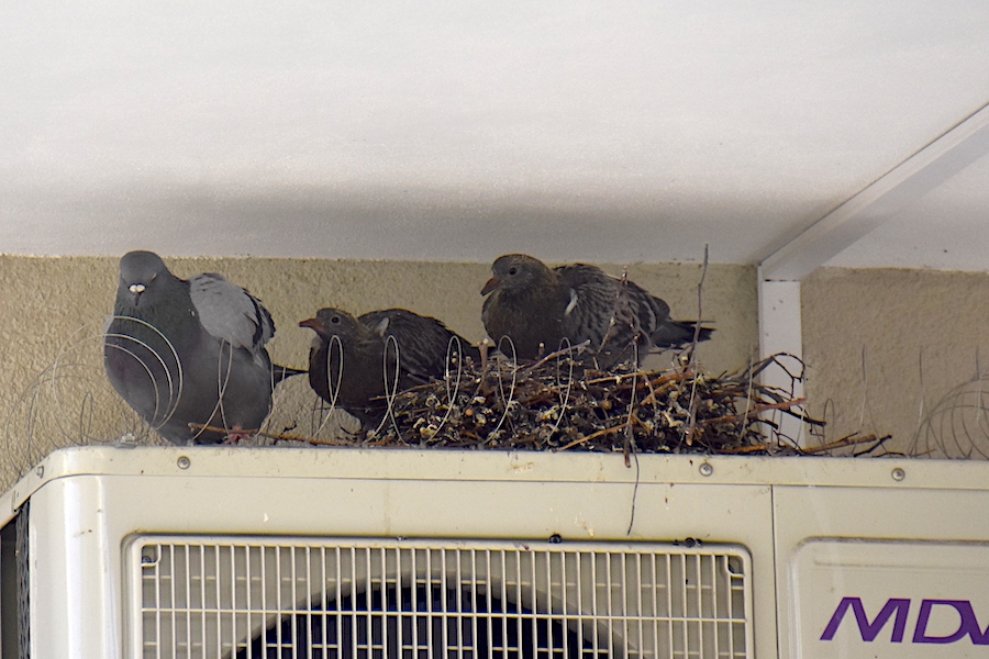 Dwoje dzieci i rodzic. Okropne warunki do gniazdowania. Ale co te biedne gołębie mają robić?!!