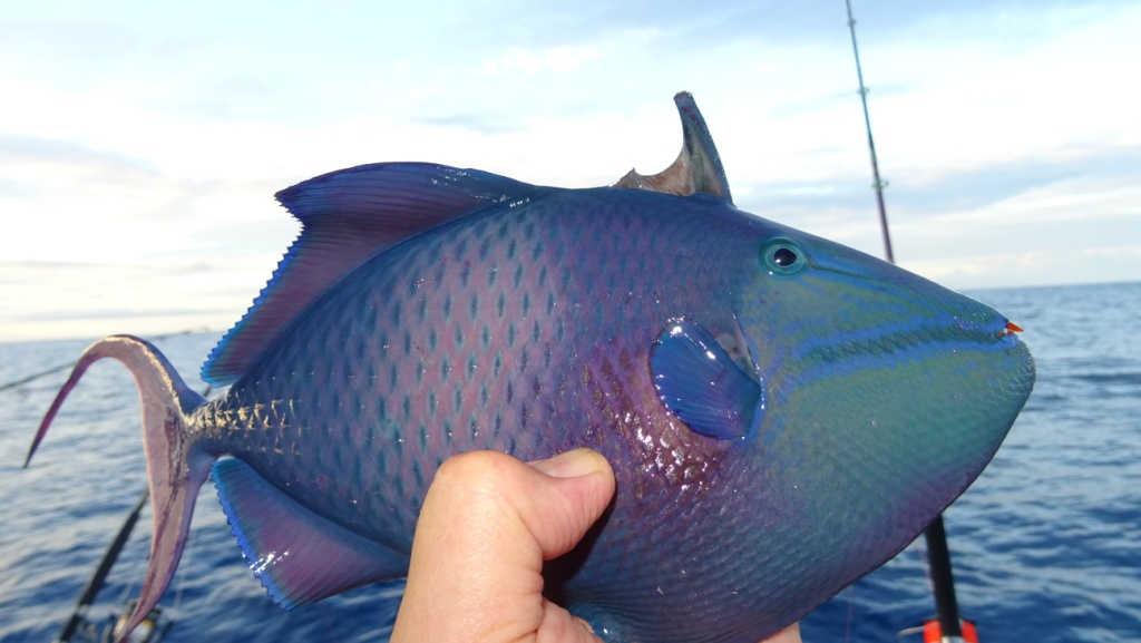 Madagaskar ryby
