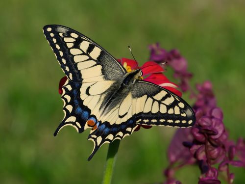 Piękne i ulotne - motyle w ogrodzie