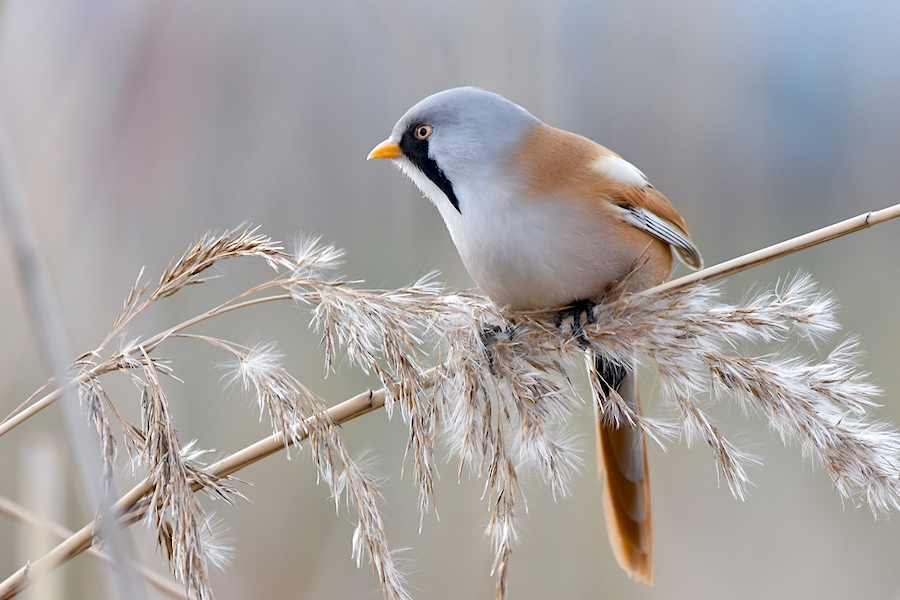 Spokojny ptaszek obserwowany i fotografowany na Kępie Potockiej (Bielany)