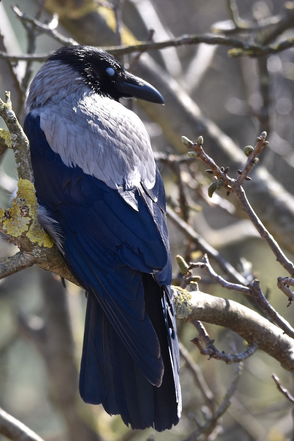 Wrona siwa (Corvus corone cornix)