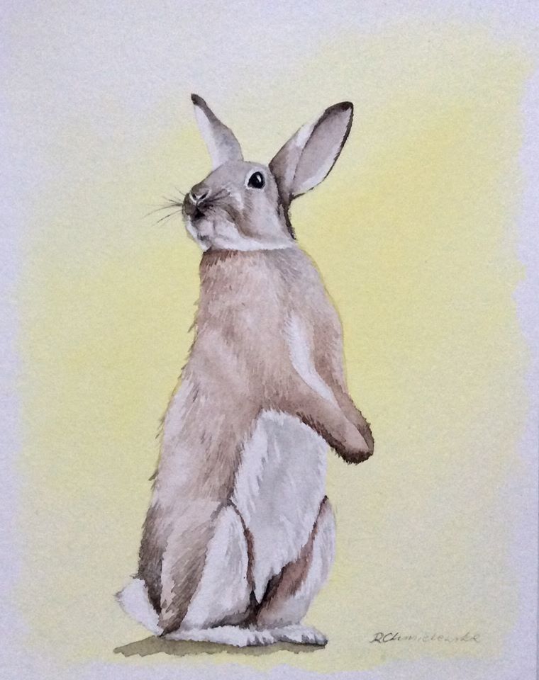 Watercolours, The curious bunny, 24x30cm, 180PLN