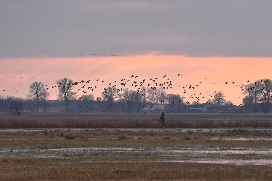 Rozlewisko Słudwi - stada gęsi i kaczek lądują. Za godzinę - zachód słońca. 