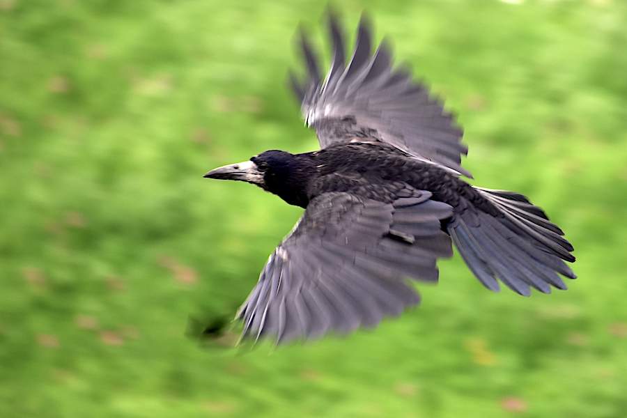 Gawron (Corvus frugilegus)