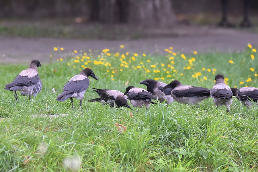 Wrony siwe (Corvus corone)