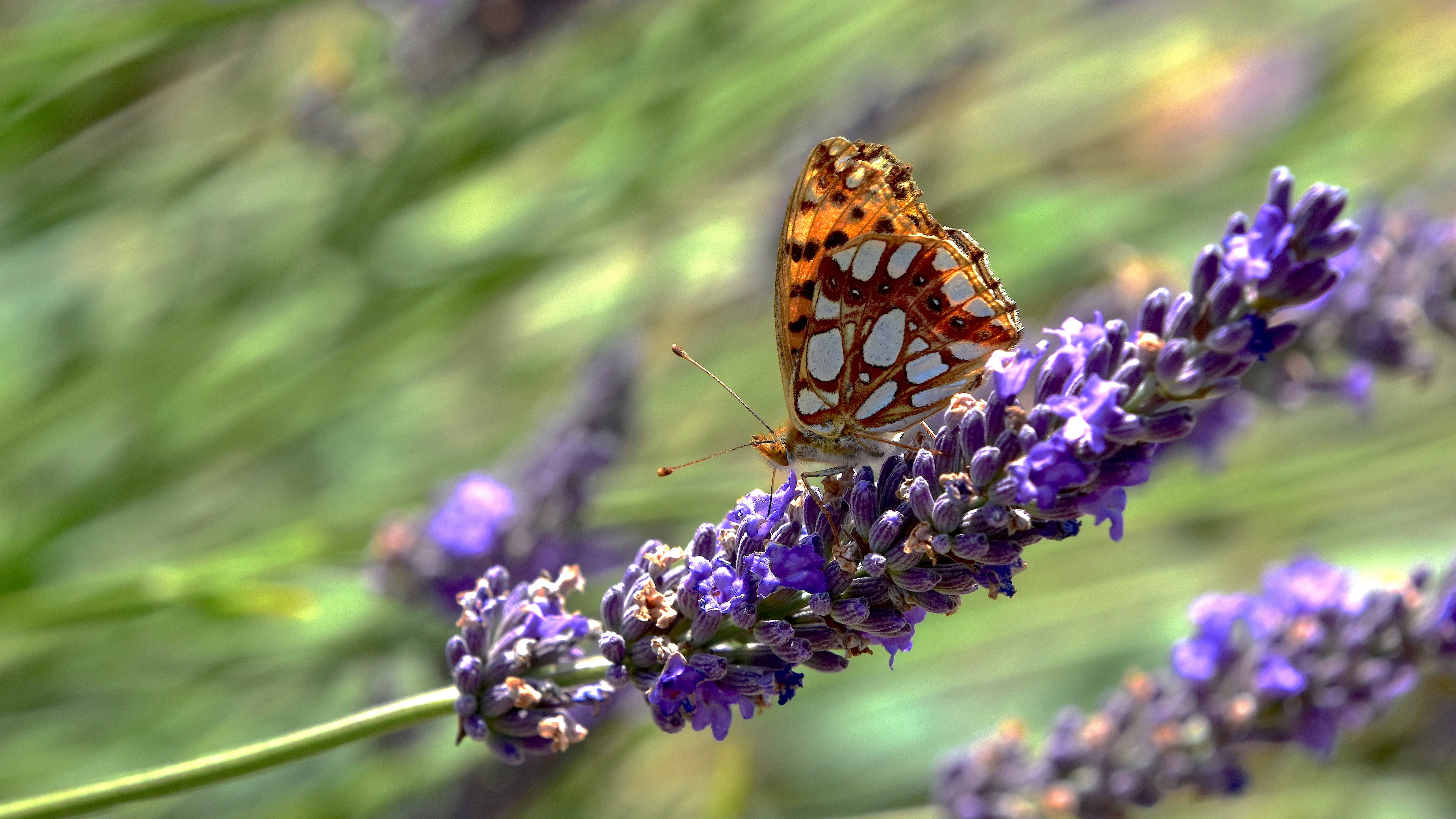 Motyl - dostojka latonia
