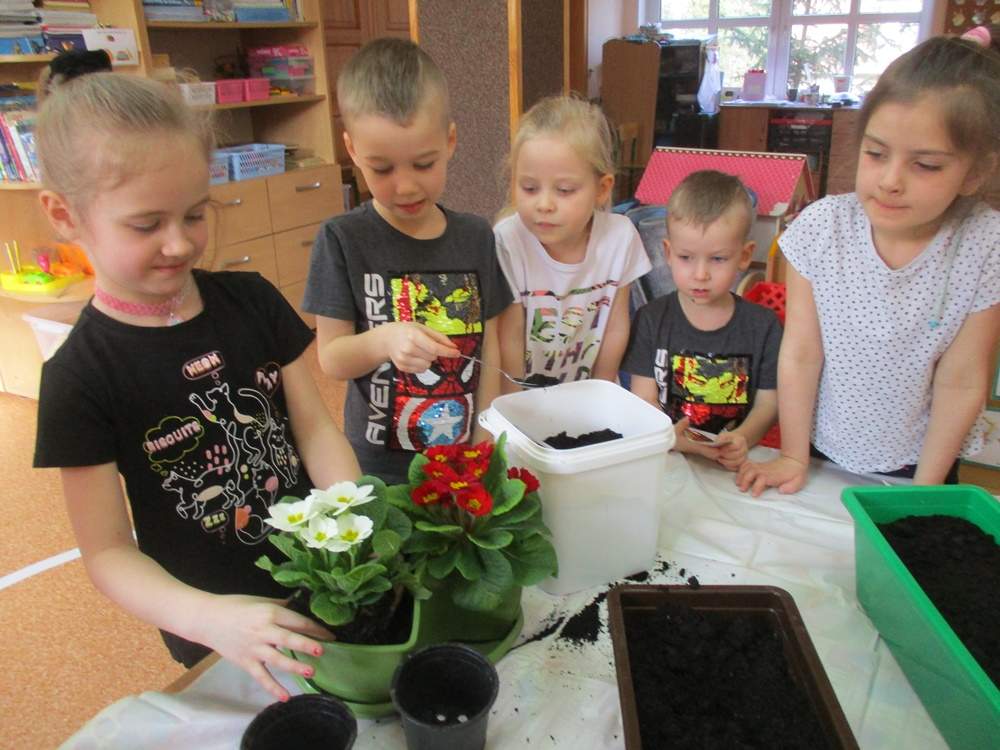 Dzieci sadzą w doniczkach kolorowe prymulki.