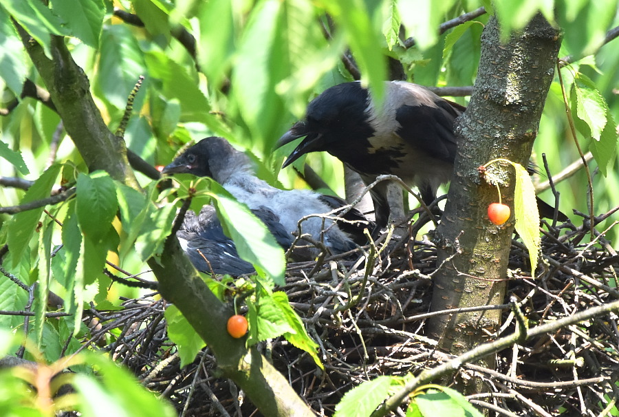 Wrony siwe (Corvus cornix)