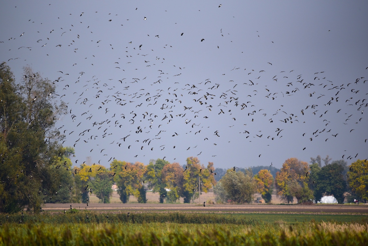 Ptaki - migracje jesienne