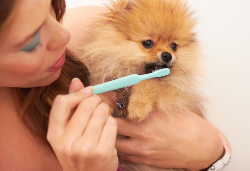 szczotkowanie zębów u psa