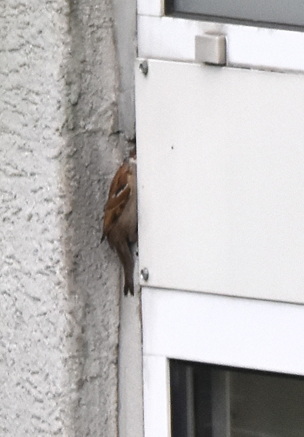 Gniazdo za ramą, przy ścianie bloku mieszkalnego. Prawdziwy sąsiad