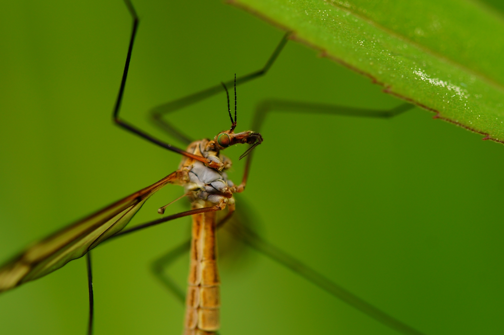 Cykl życiowy komarnicy: piekło życia w strefie umiarkowanej