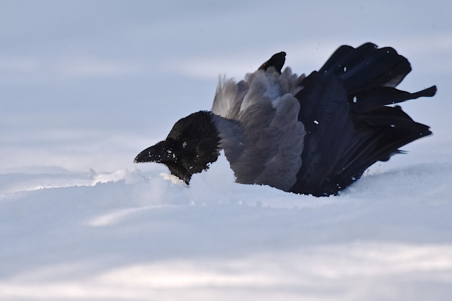 Wrona siwa (Corvus coronix)