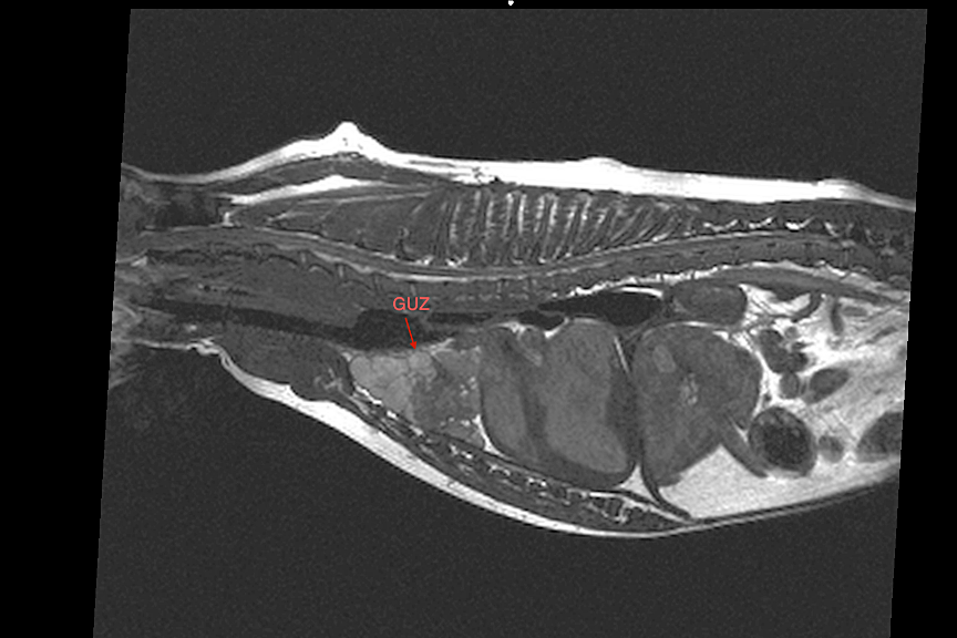 rezonans magnetyczny klatki piersiowej u psa