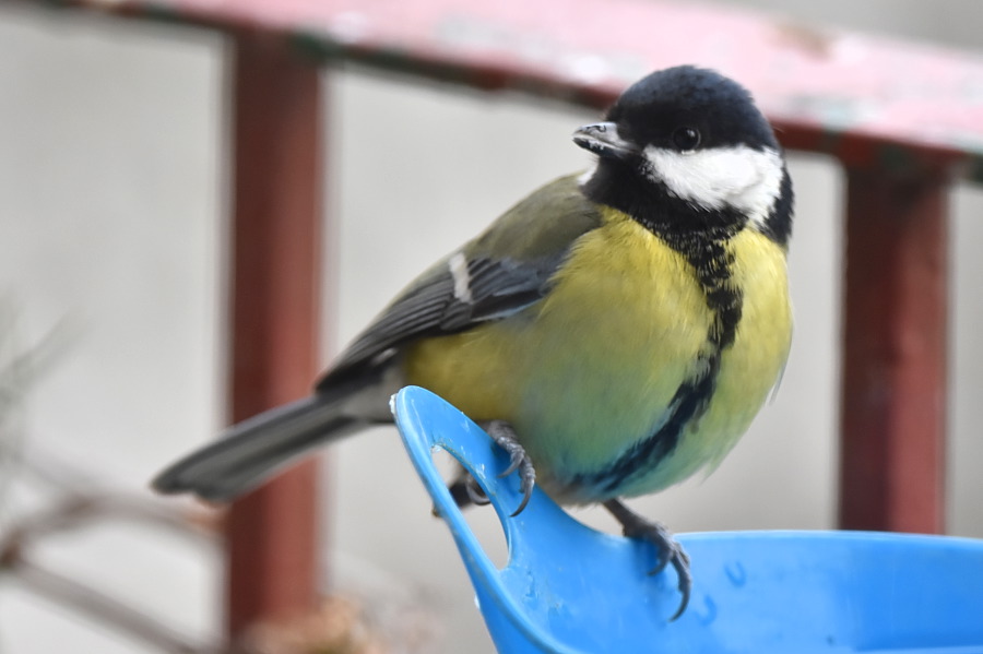 Wodopój w zimie też działa i ptaszki codziennie korzystają.