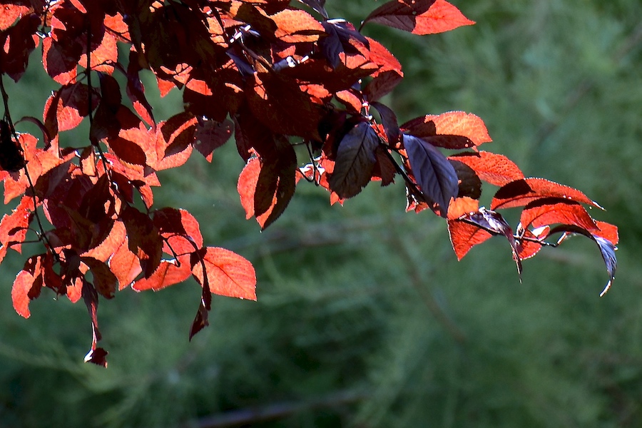 Czerwone liście na zielonym tle
