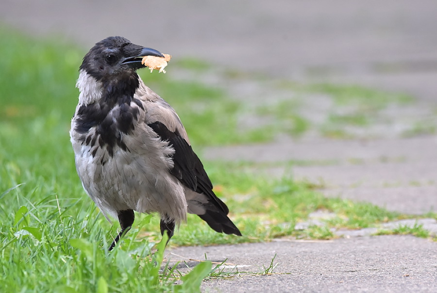 Wrona siwa (Corvus corone)