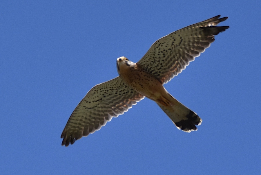  Pustułka (Falco tinnunculus)