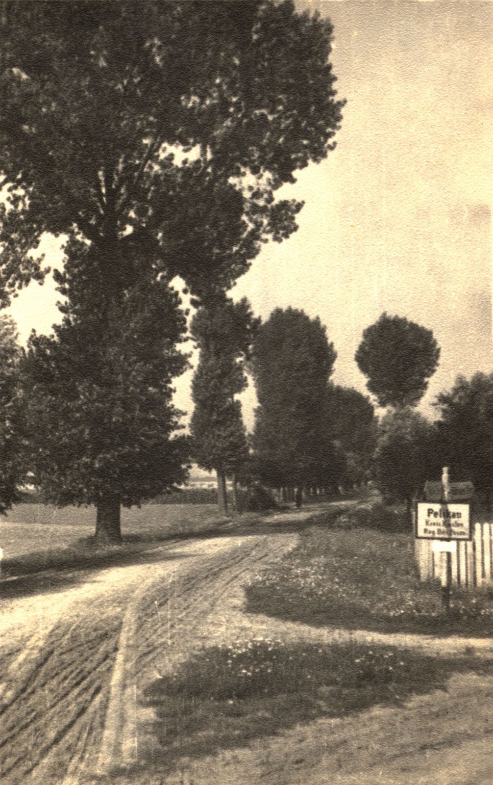 Droga wiejska w miejscowości Pelikan, pow. kościański, lato 1944,  Muzeum Regionalne w Kościanie