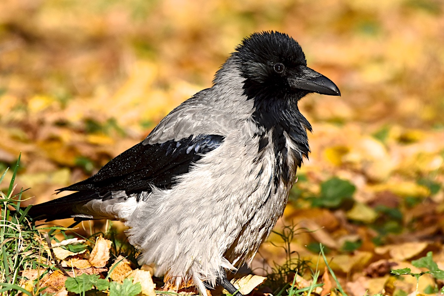 Wrona siwa (Corvus corone)