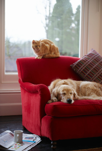 pies i kot na czerwonej kanapie