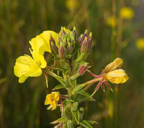 Evening primrose (Oenothera) - source of seed oil rich in gamma-linolenic acid (GLA)