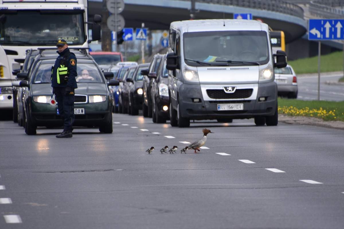 Policja zatrzymała ruch. Ptasia rodzinka przebiega ul. Czerniakowską (w obie strony - to samo).