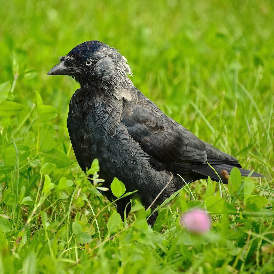 Kawka (Corvus monedula)