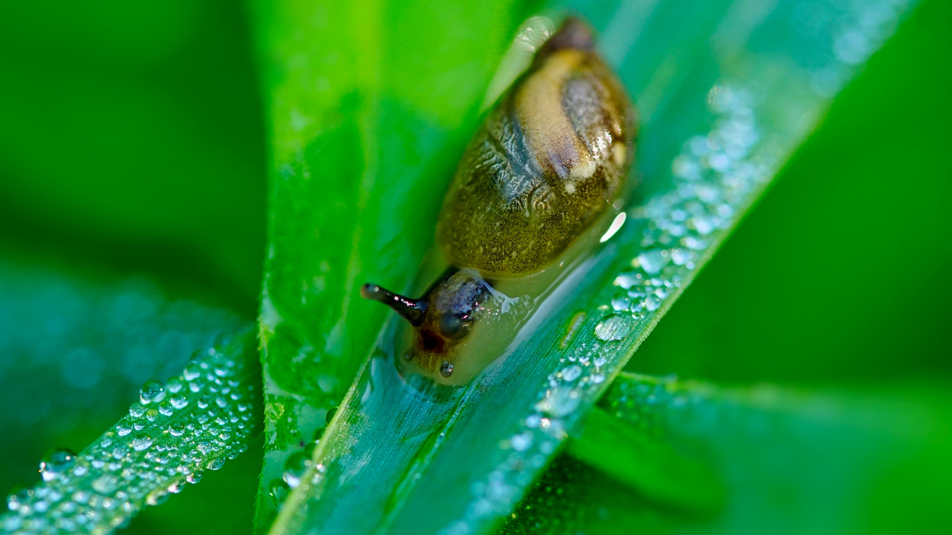 Dobry temat fotografii makro: gromada ślimaki, typ mięczaki