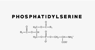Fosfatydyloseryna - poprawia funkcje poznawcze i pamięć