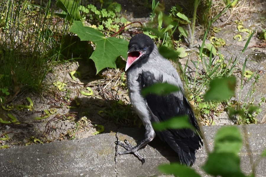 Wrona siwa (Corvus cornix)