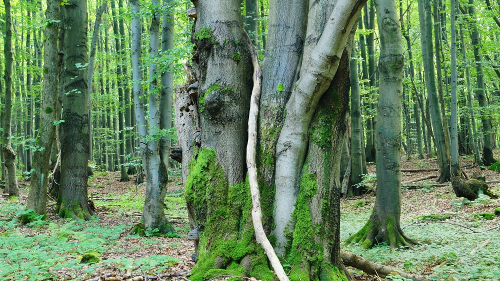 Hipoteza "drzew matek": czy drzewa w lesie tworzą rodziny?