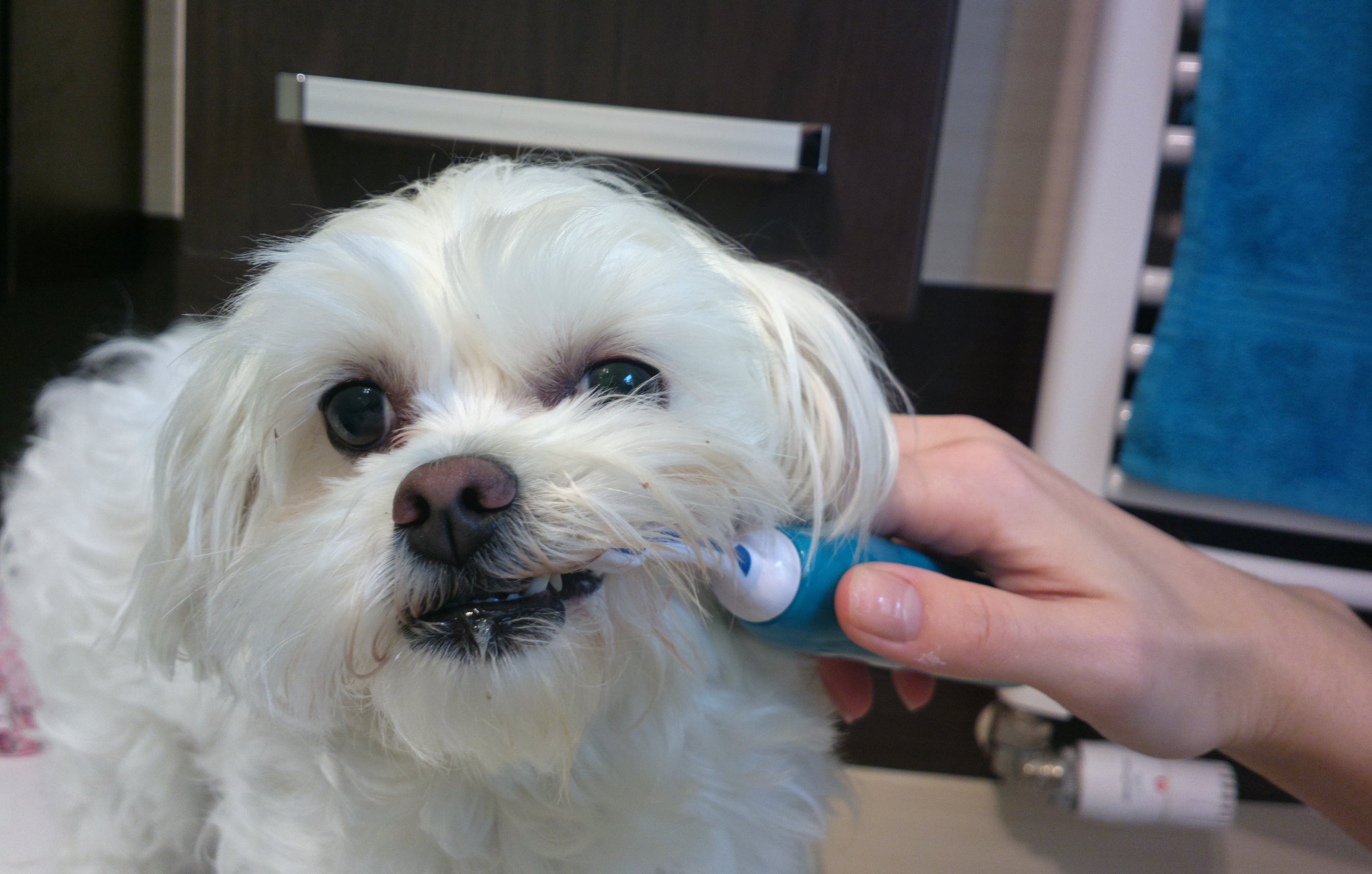 czyszczenie zębów u psa