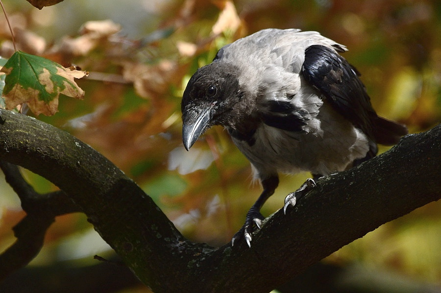 Wrona siwa (Corvus cornix)