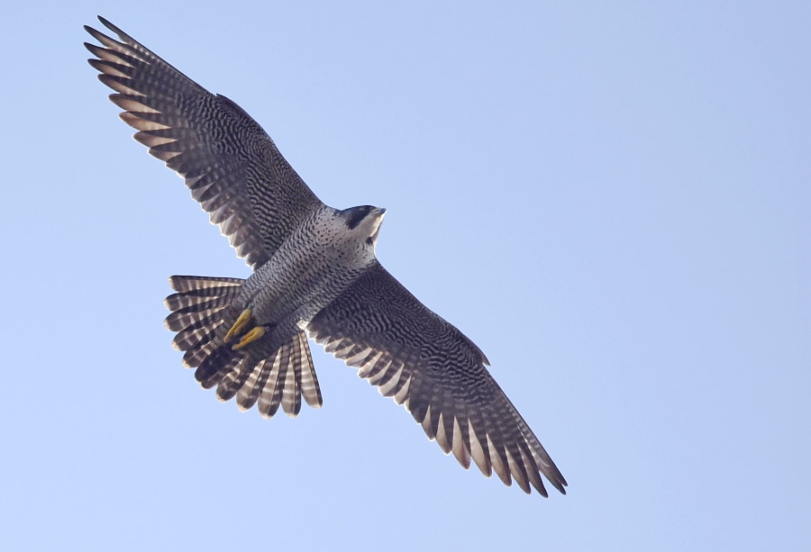 Sokół (Falco peregrinus)