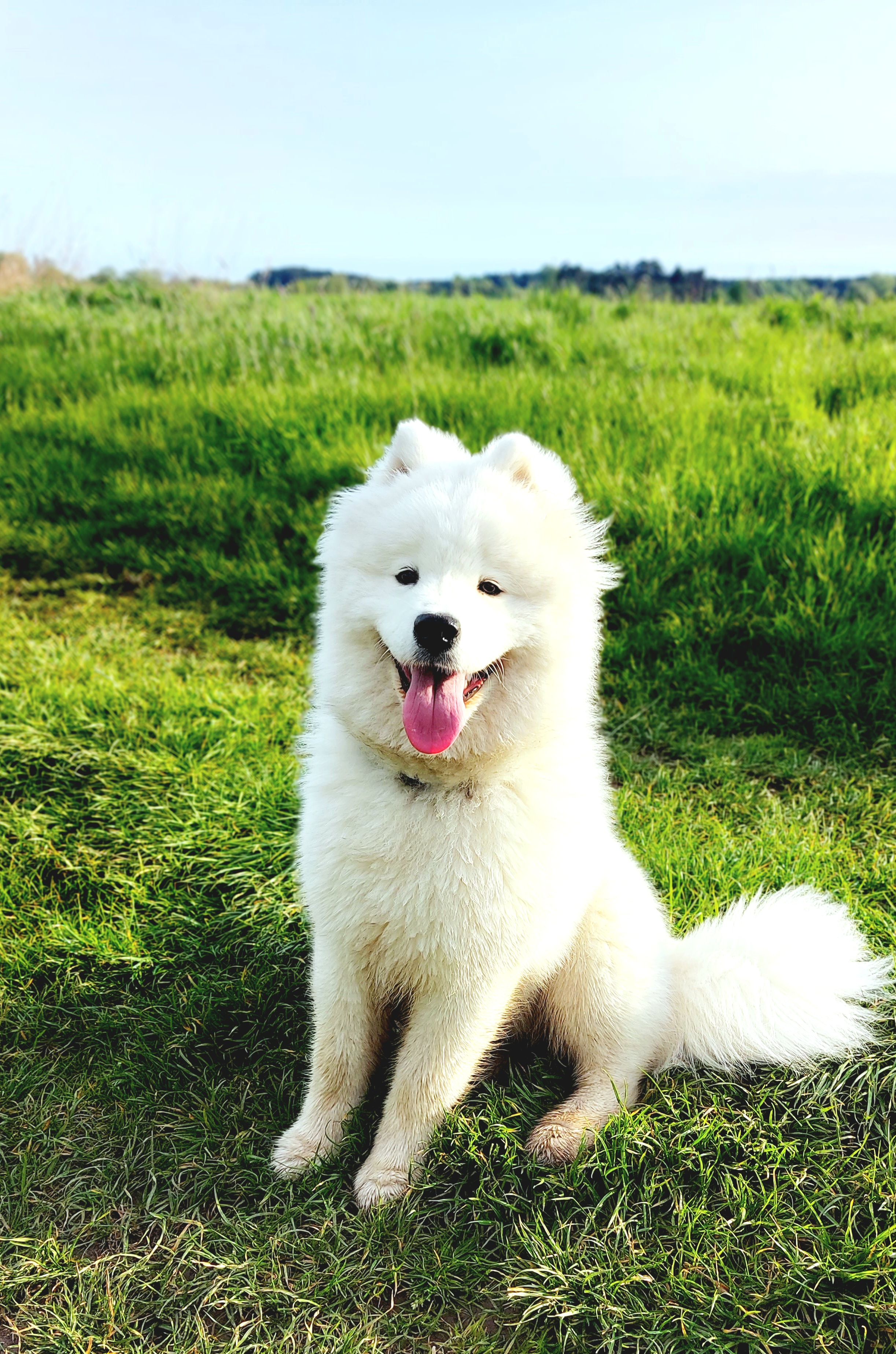 Co Nam Daje Dogoterapia? Przedstawienie Emiry - uroczego Samoyeda.