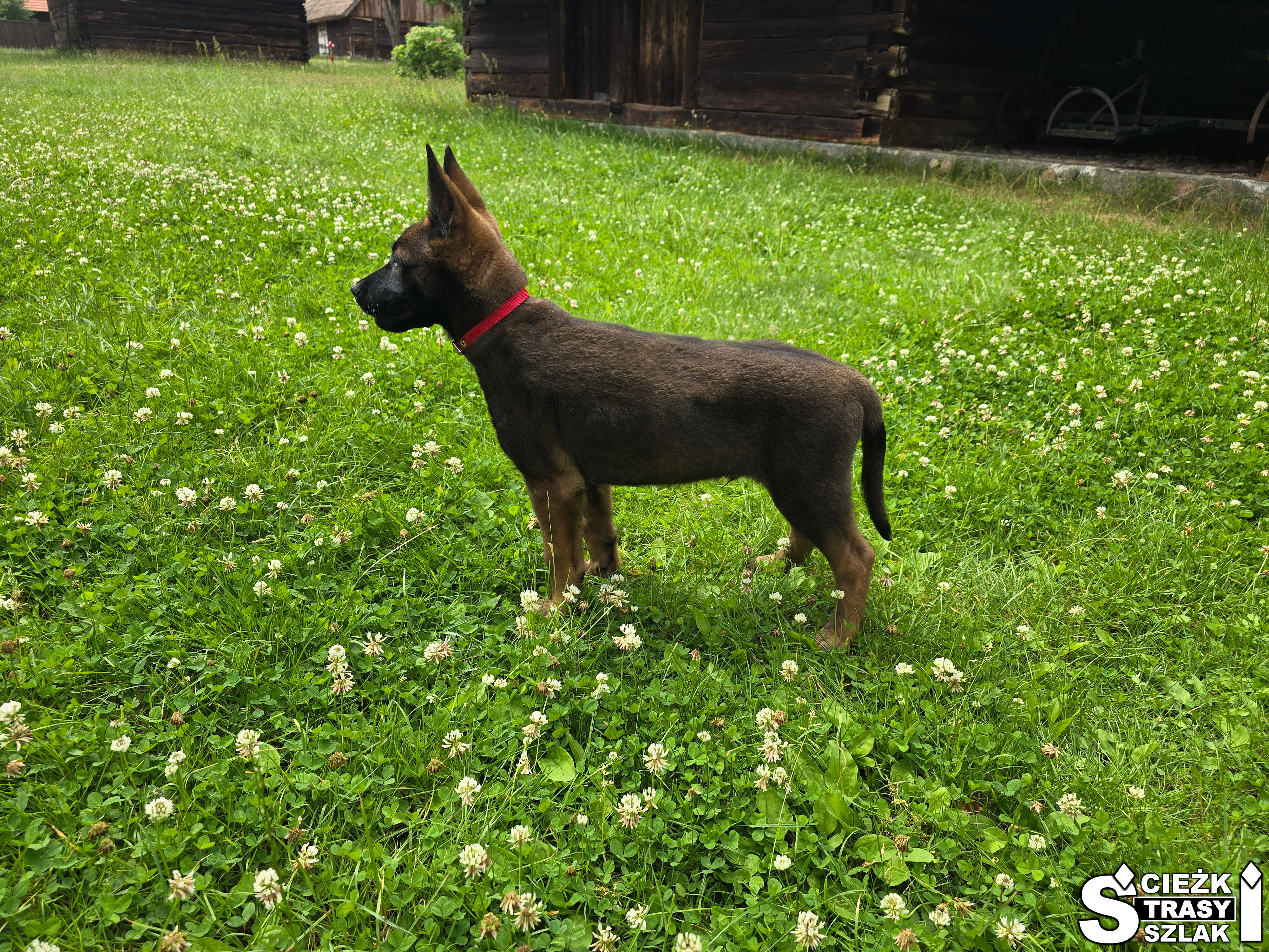 Czarny szczeniak owczarek belgijski malinois na trawie w skansenie w Ochli lubuskie