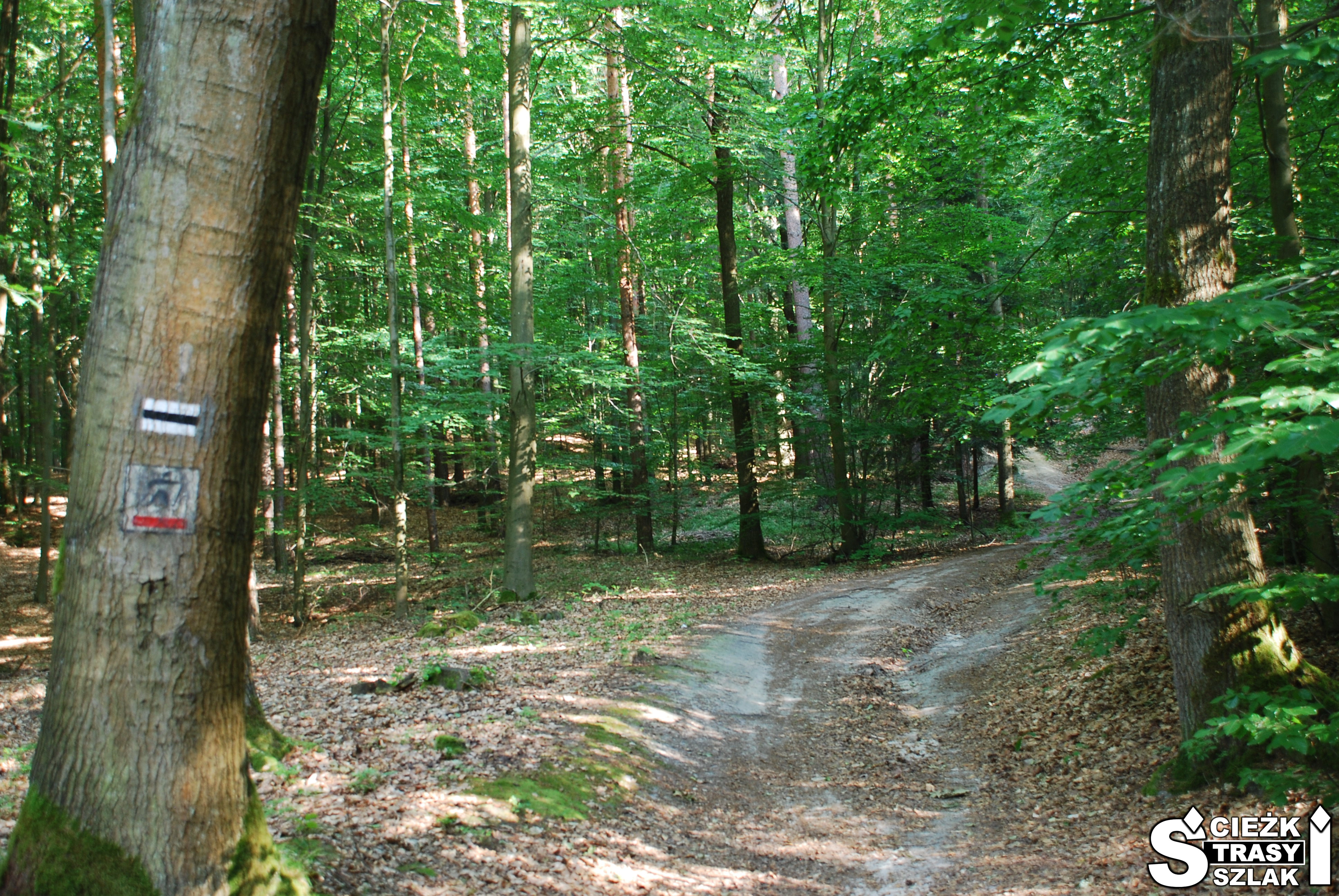 Drzewo w Zielonym Lesie w Żarach z oznaczeniem czerwonej trasy nordic walking i czarnego szlaku turystycznego