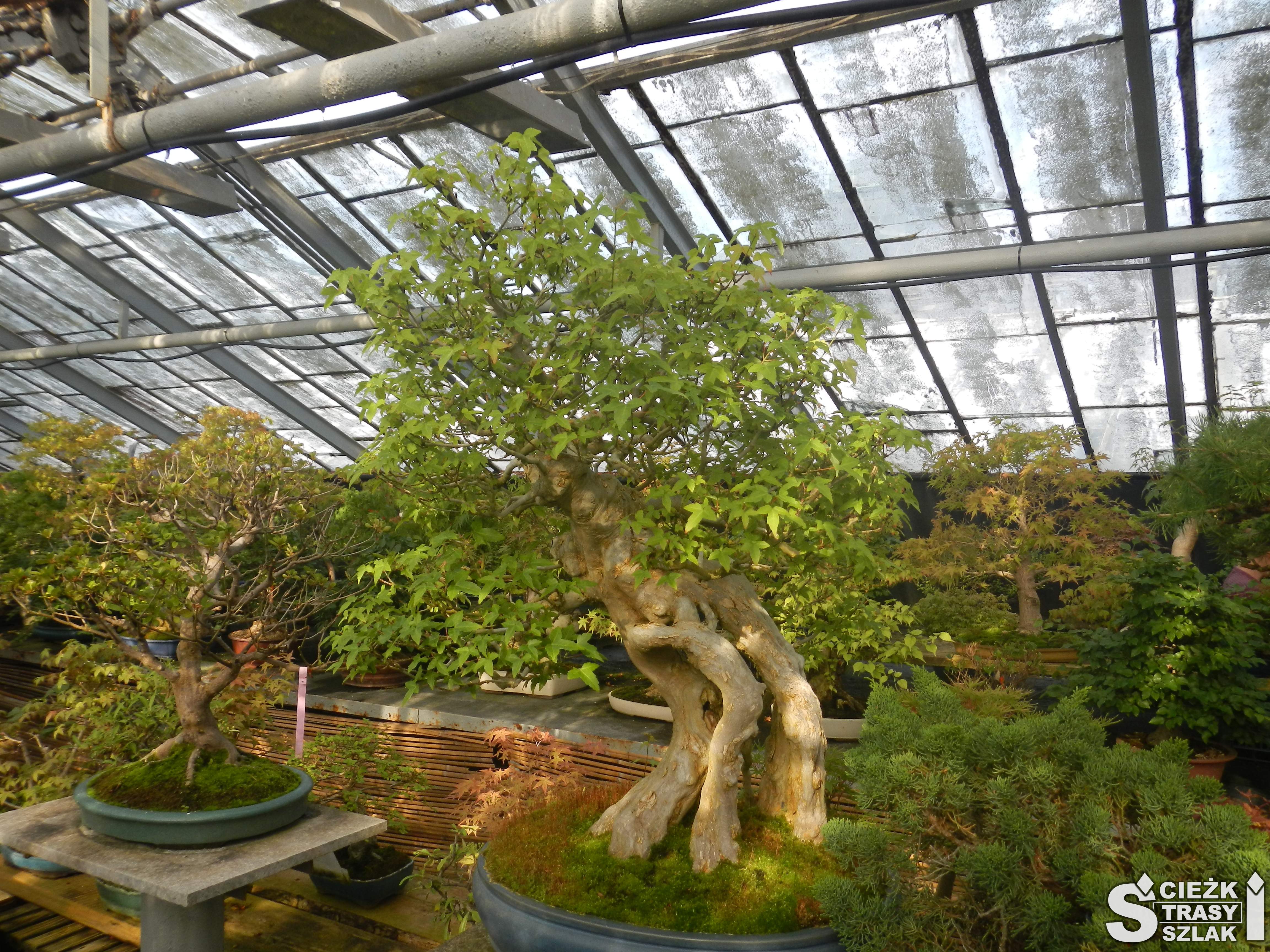 Wystawa drzewek bonsai w Palmiarni Wałbrzyskiej blisko Zamku Książ
