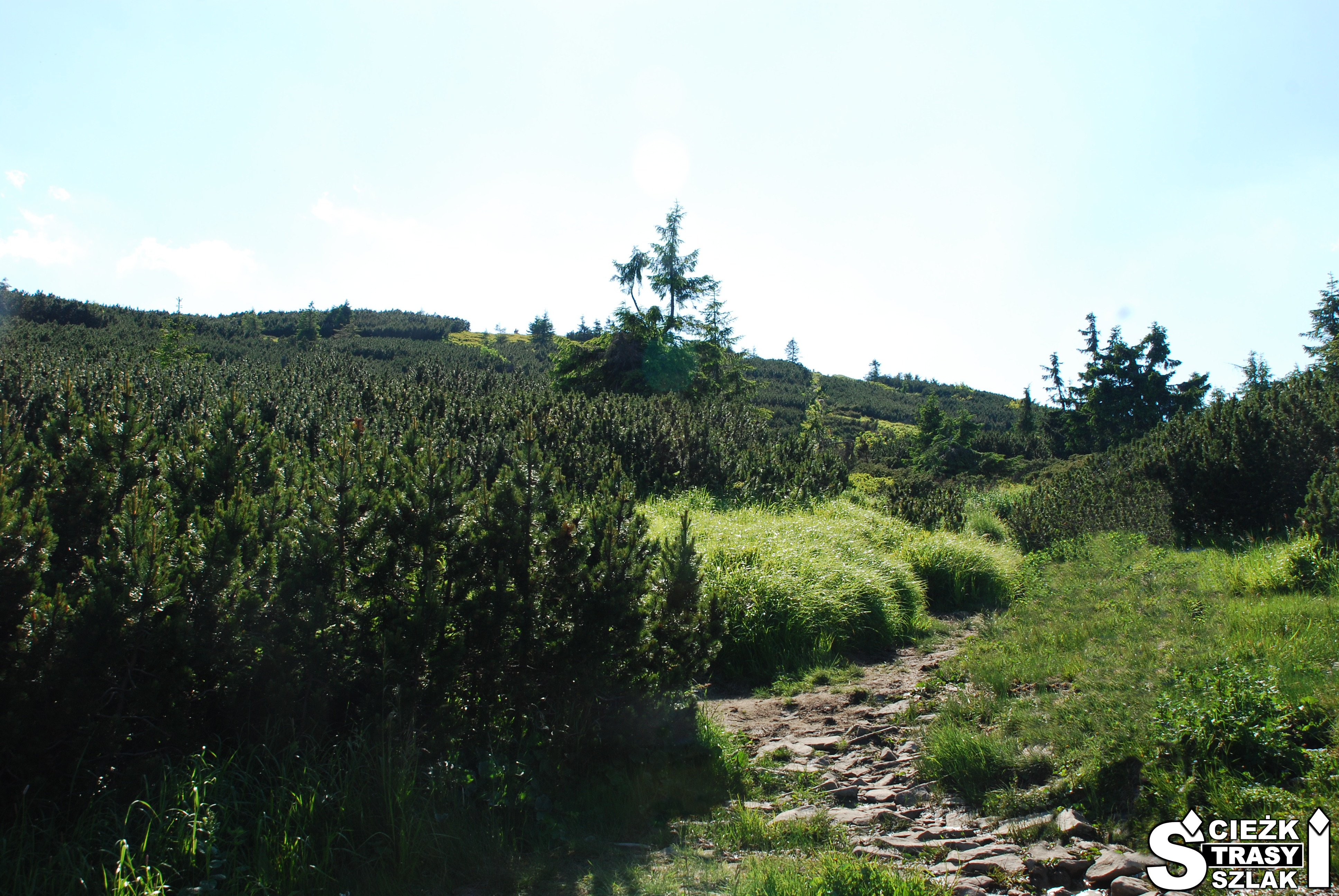 Porośnięty kosodrzewiną, trawą i krzewami szczyt Góry Pilsko na Słowacji należący do rezerwatu przyrody Pilsko