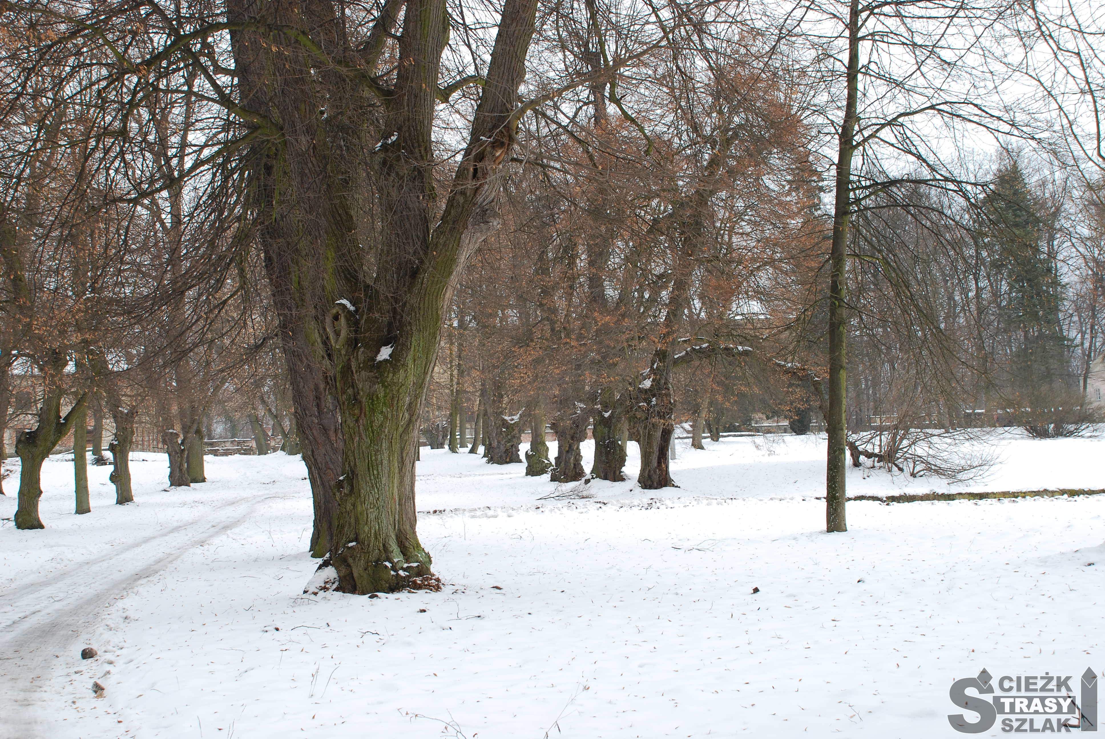 Aleja z pomników przyrody - starych drzew na terenie założenia pałacowo-parkowego przy Pałacu w Pilicy