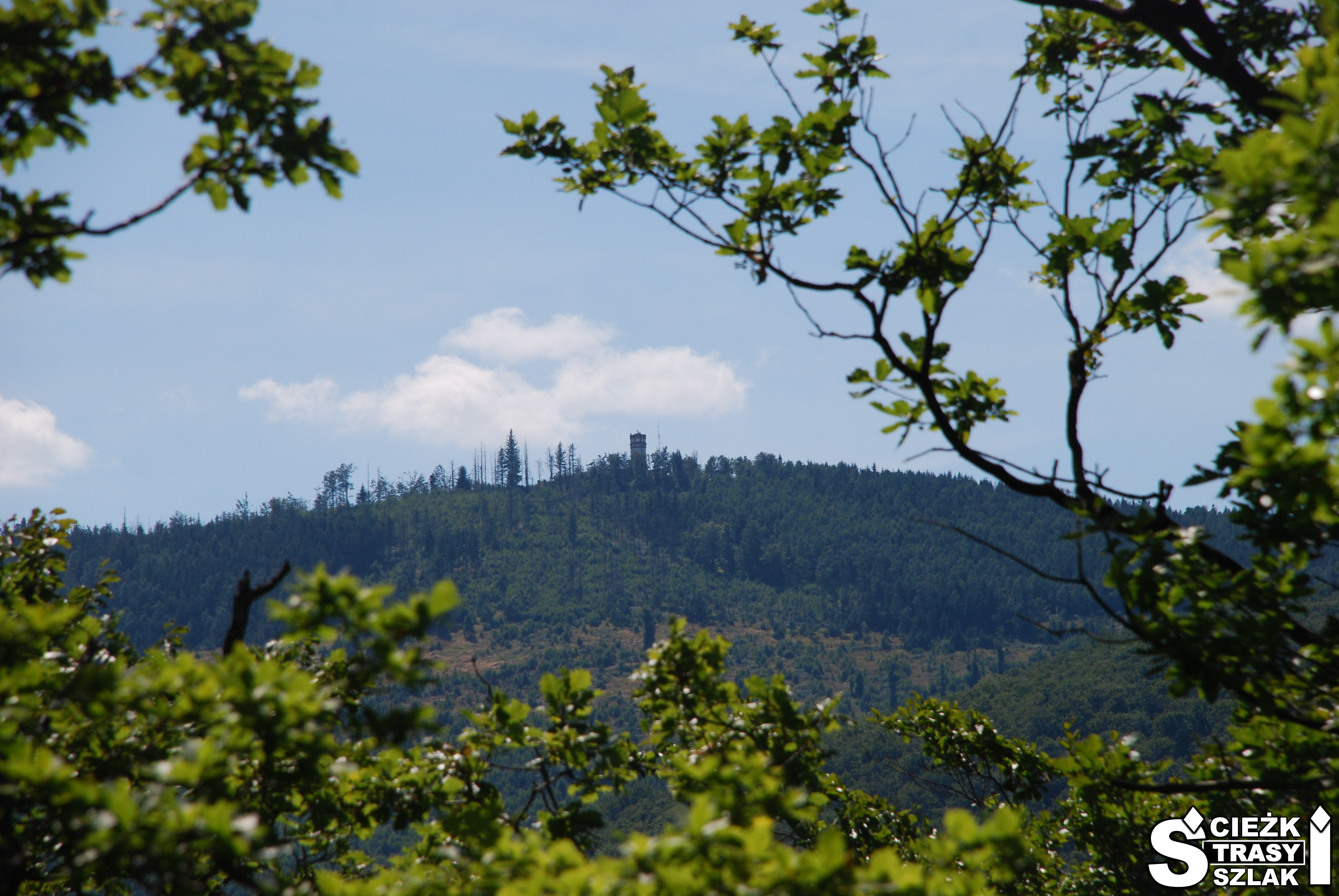 Szczyt Biskupia Kopa z wieżą widokową z trasy na Srebrną Kopę porośniętej drzewami