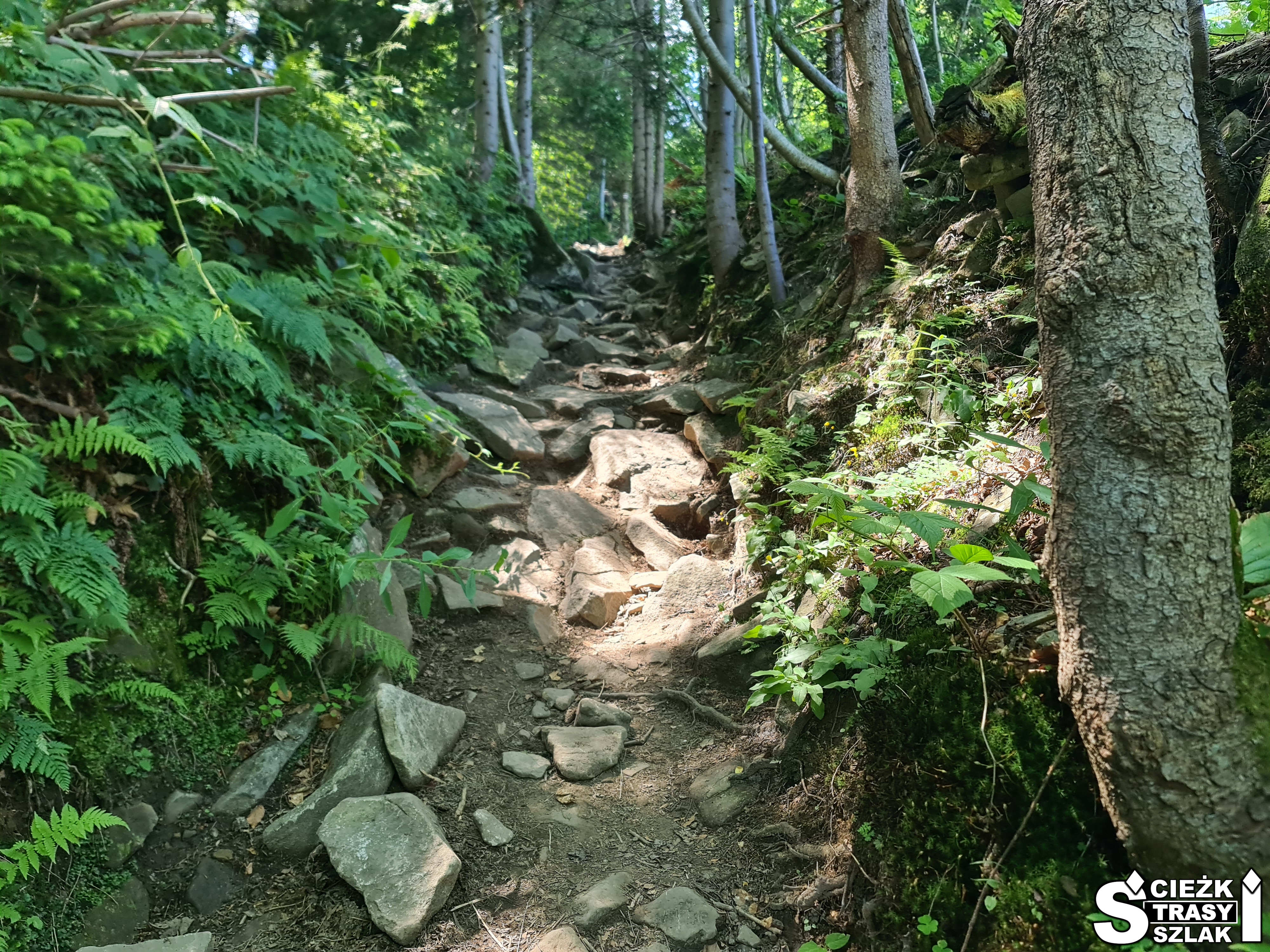 Leśna ścieżka, fragment czerwonego szlaku górskiego na Górę Pilsko i Górę Pięciu Kopców w Beskidzie Żywieckim