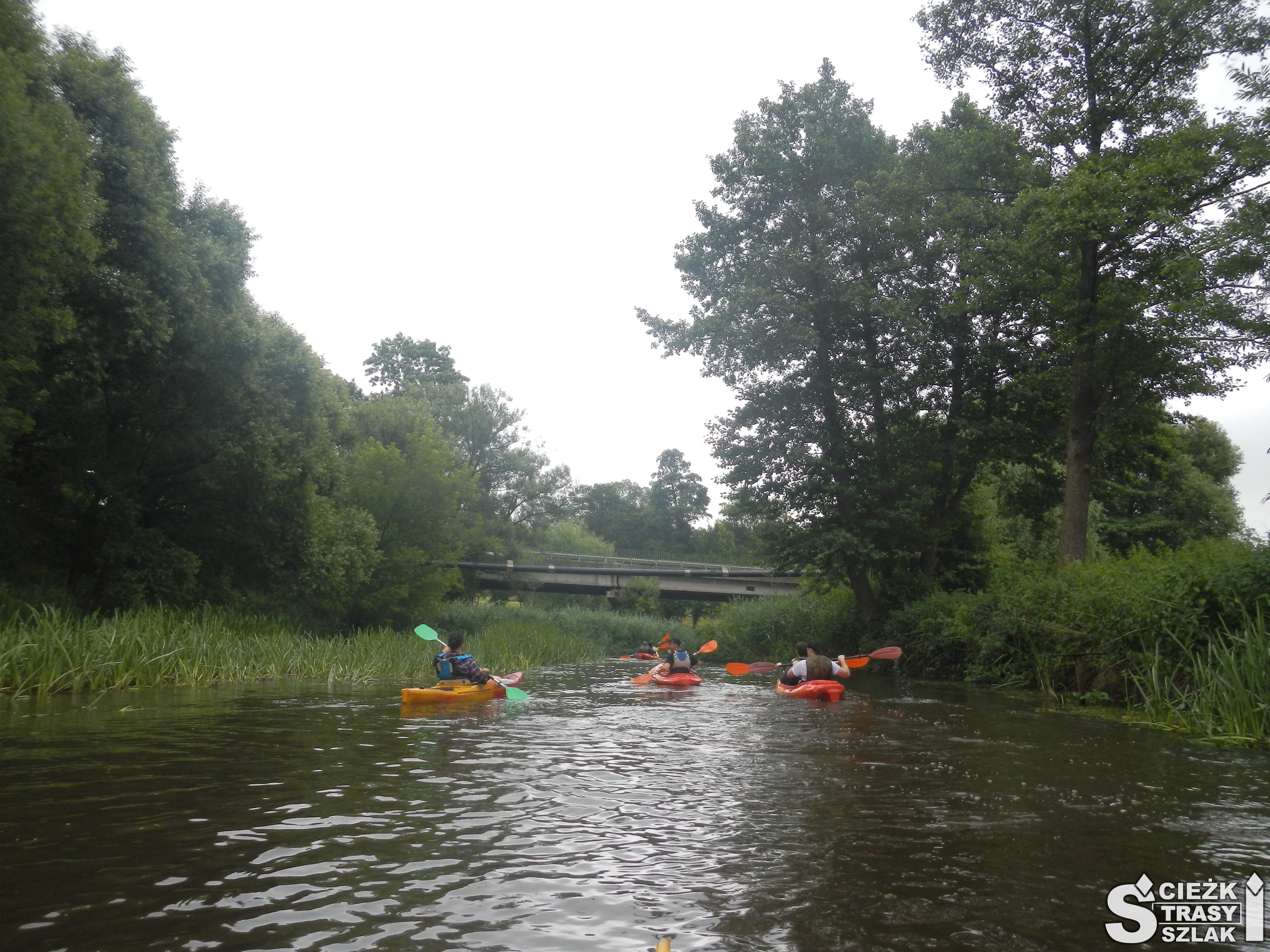 Trzy kajaki i kajakarze płynący spływem kajakowym pod drewnianym mostem łączącym brzegi rzeki Warta