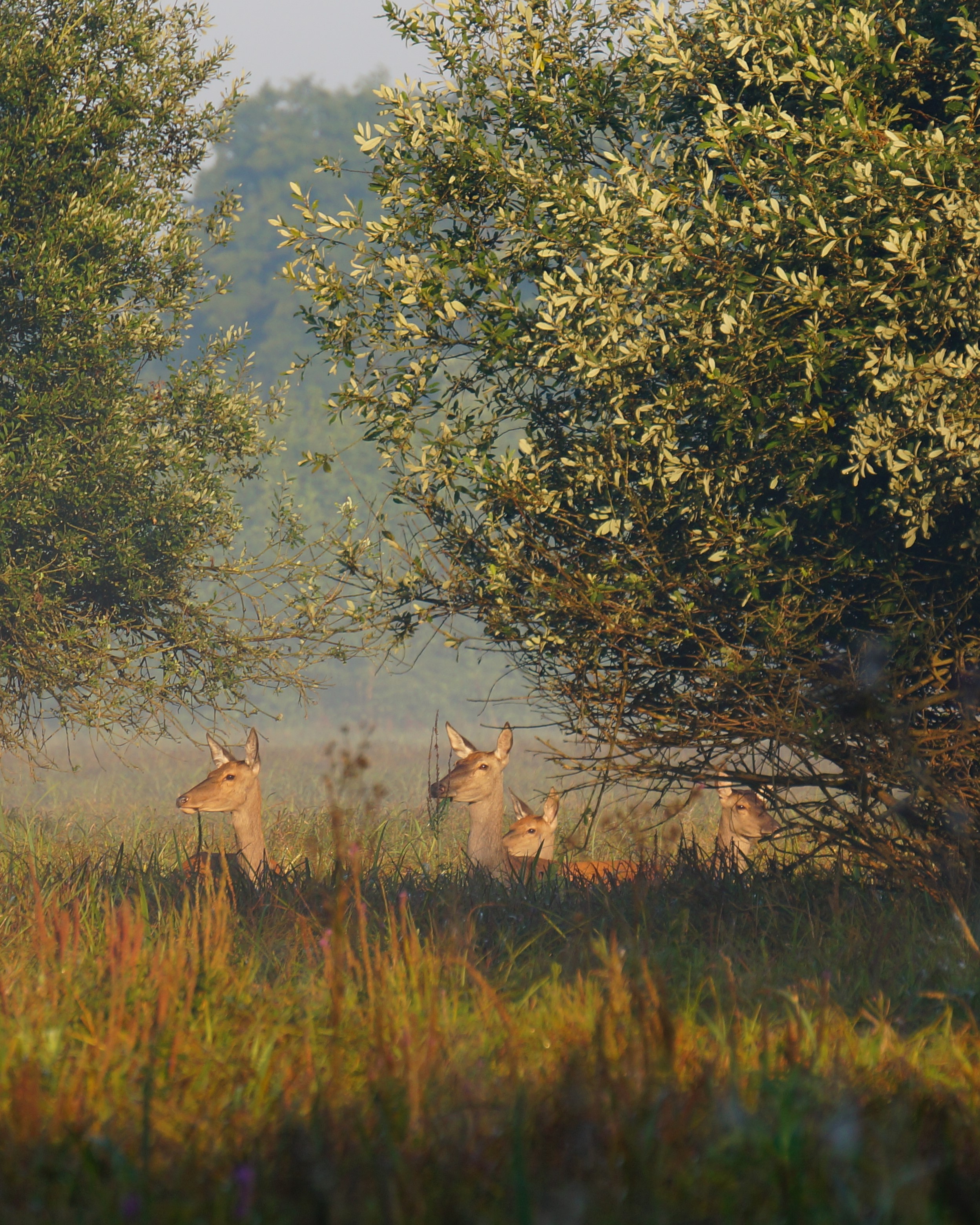 Zdjęcie chmary łań jelenia szlachetnego wykonane w Puszczy Kampinoskiej (zielony szlak - Pindal)