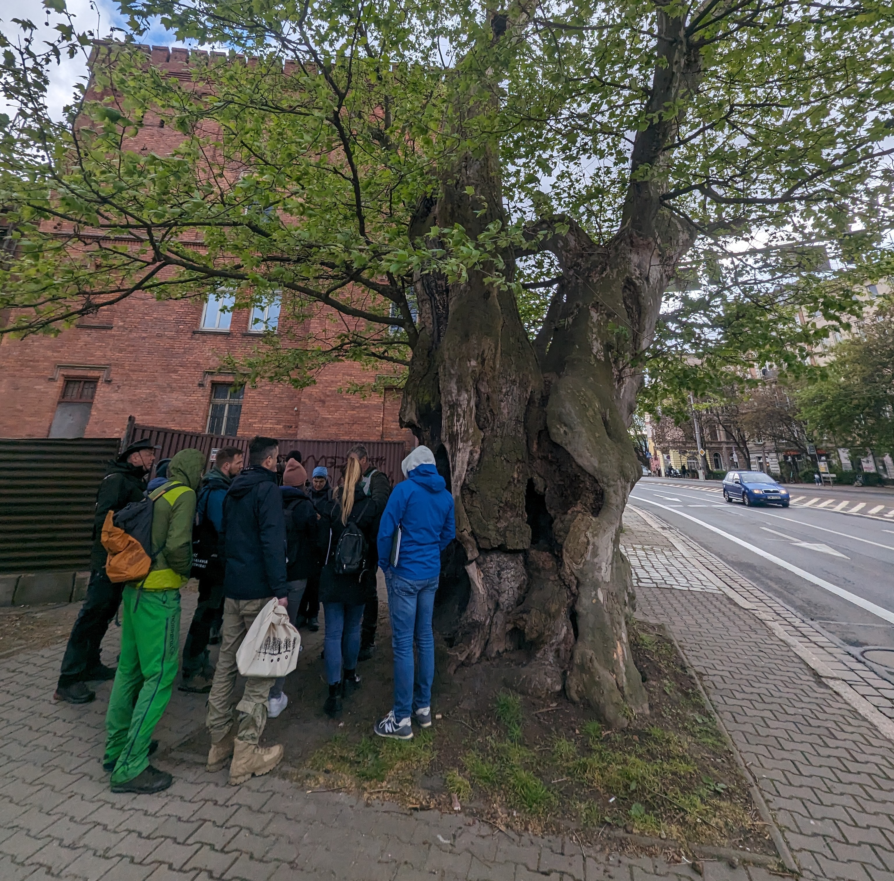 Dlaczego dbanie o już istniejące drzewa jest takie ważne?